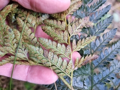 Arachniodes aristata