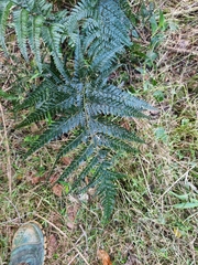 Arachniodes aristata