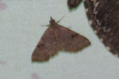 Hemeroplanis historialis