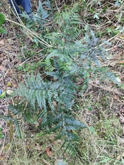 Arachniodes aristata