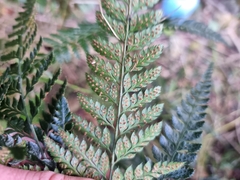 Arachniodes aristata