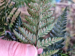 Arachniodes aristata