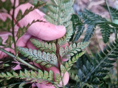 Arachniodes aristata