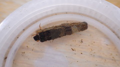 Lepidostoma