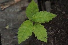 Ulmus davidiana