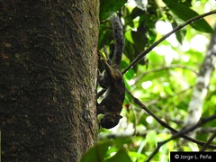 Microsciurus santanderensis