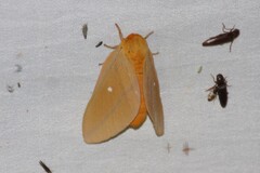 Anisota oslari