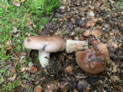 Lactarius hysginus