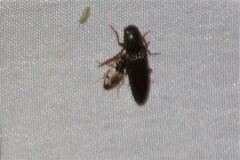 Lachnophorus elegantulus