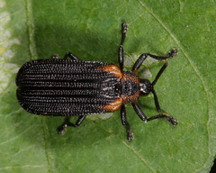 Odontota scapularis