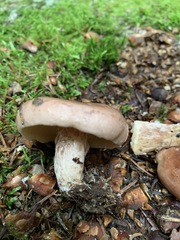 Lactarius hysginus