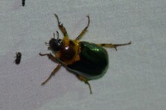 Ancognatha manca