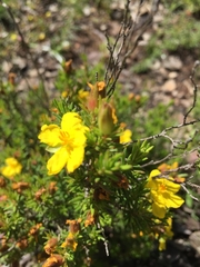 Hibbertia calycina