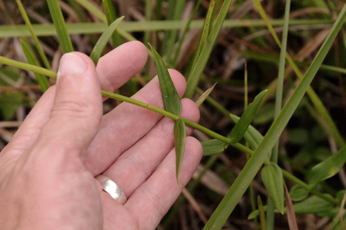 Image of Sabatia difformis by (c) Eric Knight, some rights reserved (CC BY)