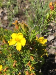 Hibbertia calycina