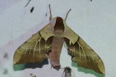 Smerinthus saliceti