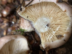 Lactarius hysginus