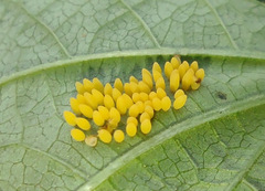 Epilachna varivestis