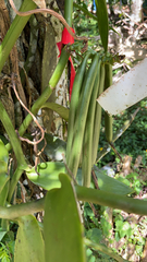 Vanilla planifolia