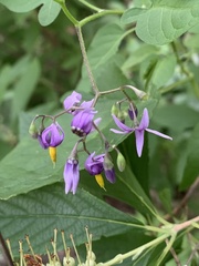 Solanum dulcamara