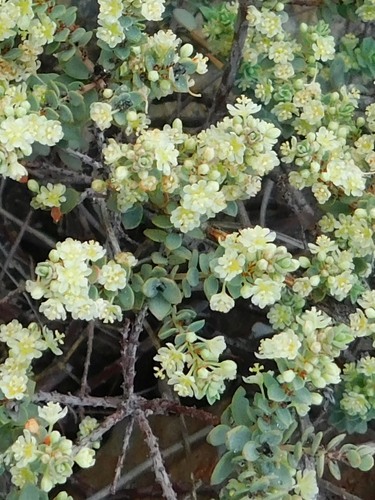 Broaf-leaved clutia (Clutia alaternoides)