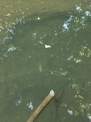 Cyprinus rubrofuscus