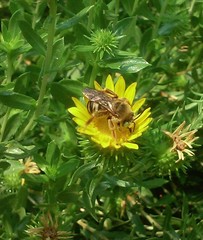 Svastra obliqua expurgata