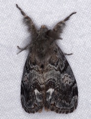 Orgyia magna
