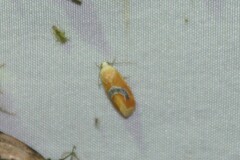 Ponometia venustula