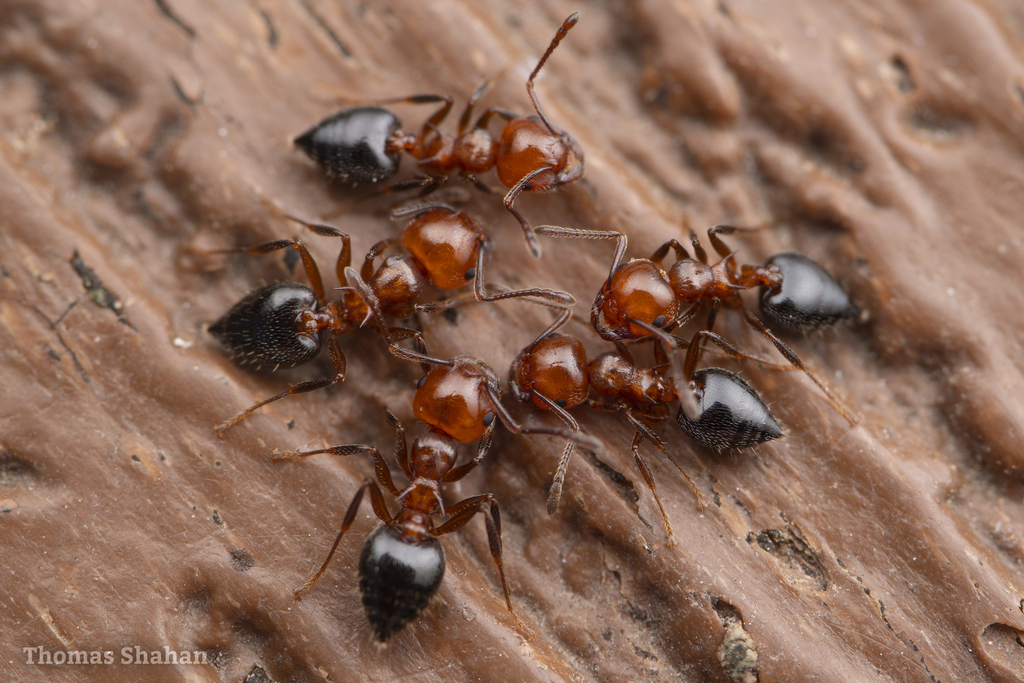 Shiny Acrobat Ant in August 2022 by Thomas Shahan · iNaturalist