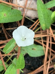 Stylisma humistrata