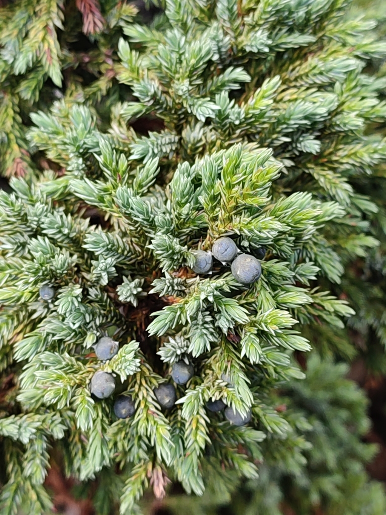 flaky juniper