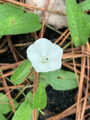 Stylisma humistrata
