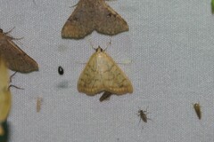 Pyrausta pseudonythesalis