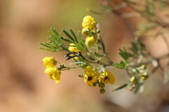 Senna artemisioides coriacea