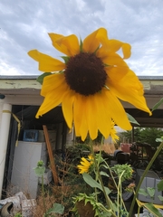 Helianthus annuus