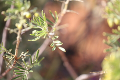 Senna artemisioides coriacea