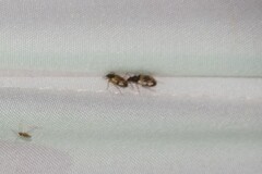 Lachnophorus elegantulus
