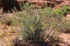 Senna artemisioides coriacea