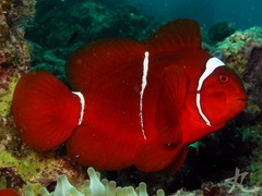 Amphiprion biaculeatus