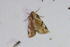 Stibaera