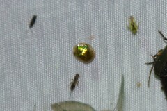 Charidotella succinea