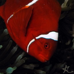 Amphiprion biaculeatus