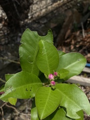 Pereskia