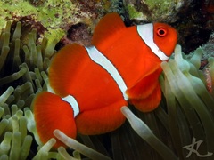 Amphiprion biaculeatus