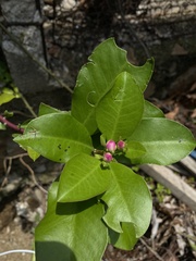 Pereskia