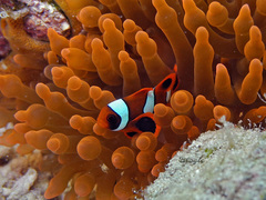 Amphiprion biaculeatus