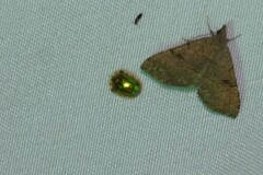 Charidotella succinea