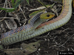Chironius spixii