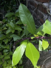 Pereskia